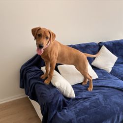 Canine Concierge Training