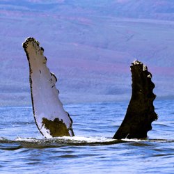 Maui Adventure Cruises