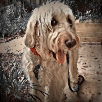 LBD Pet Care - Annie, 13yrs. young, Golden Doodle aka G.G. - Pet Sitting Near Me - Arlington, Virginia LBD Pet Care - Annie, 13yrs. young, Golden Doodle aka G.G. - Pet Sitting Near Me - Arlington, Virginia