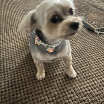 Good Fluffin’ Grooming - Pet Groomers Near Me - Riverside, California
