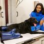 Photo of Pearl Veterinary Hospital