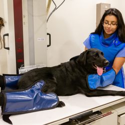 Pearl Veterinary Hospital