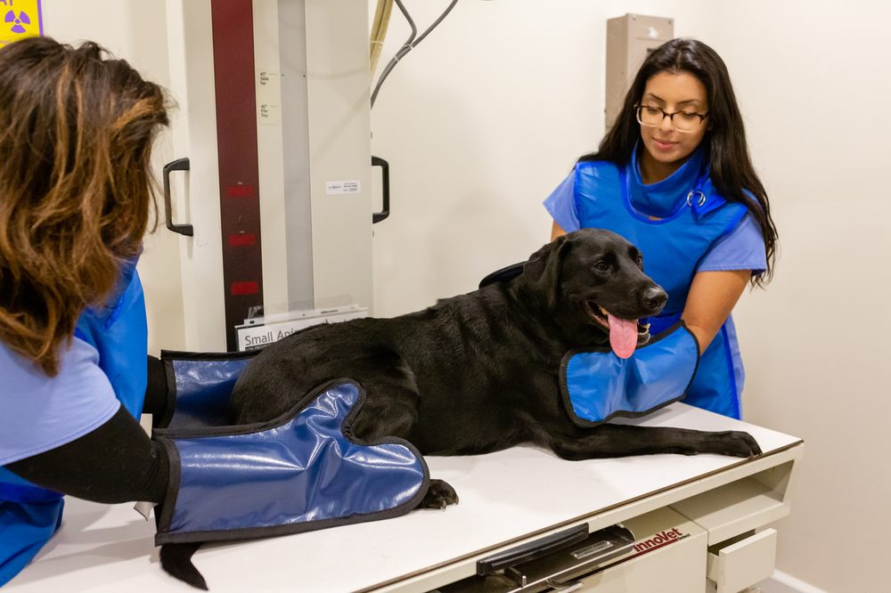 PEARL VETERINARY HOSPITAL Updated September 2024 10 Reviews 4074