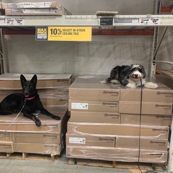 Maximum K9  Service - Pet Training Near Me - Deer Park, New York