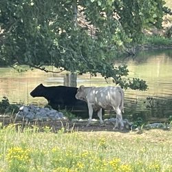 Duke Farm - View of the cows near the parking area.