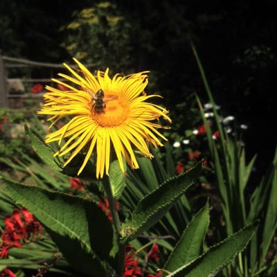 Salt Spring Island Cheese by null