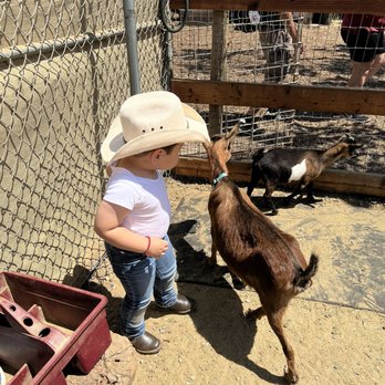 Barnyard Buddies - Petting Zoos Near Me - Lakewood, California Barnyard Buddies - Petting Zoos Near Me - Lakewood, California