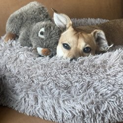 Lady Di Pet Chaperone - My dog Maximo