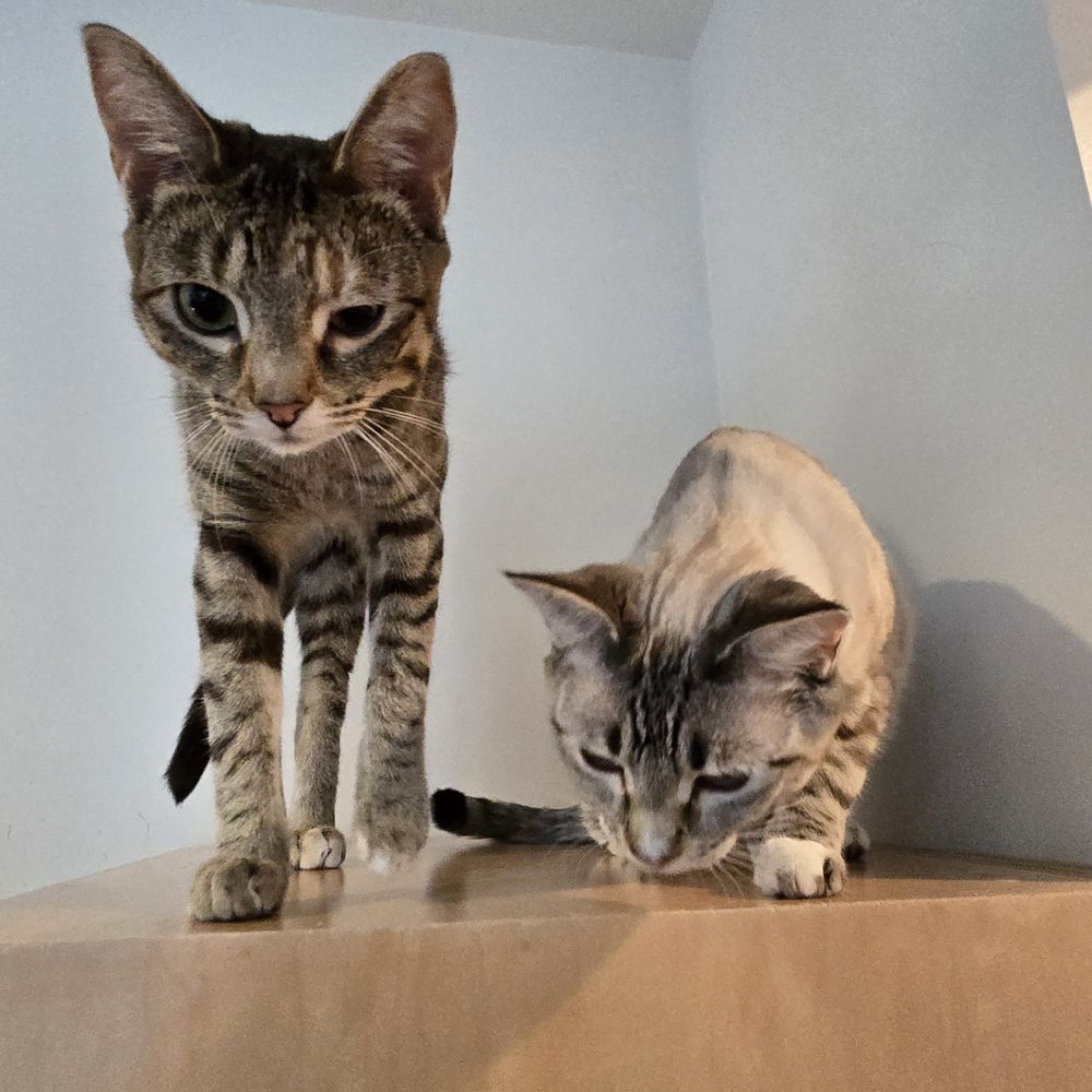 Cat Town - Animal Shelters Near Me - Oakland, California Cat Town - Animal Shelters Near Me - Oakland, California