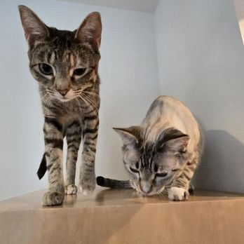 Cat Town - Animal Shelters Near Me - Oakland, California Cat Town - Animal Shelters Near Me - Oakland, California