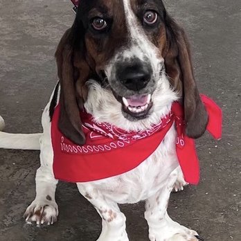 Kennedy Park Dog Park - Coconut Grove's very own Ripley the Basset Hound - Dog Parks Near Me - Coconut Grove, Florida