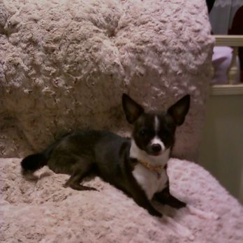Warrington Veterinary Clinic - Precious - Relaxing - Veterinarians Near Me - Pensacola, Florida Warrington Veterinary Clinic - Precious - Relaxing - Veterinarians Near Me - Pensacola, Florida