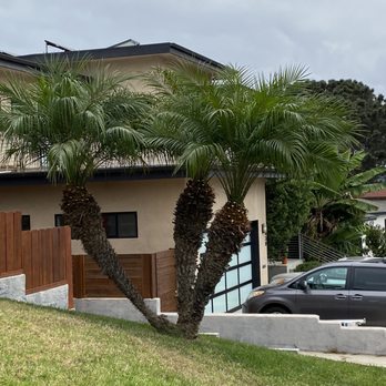Loma Landscape - a palm tree in front of a house - Tree Services Near Me Loma Landscape - a palm tree in front of a house - Tree Services Near Me