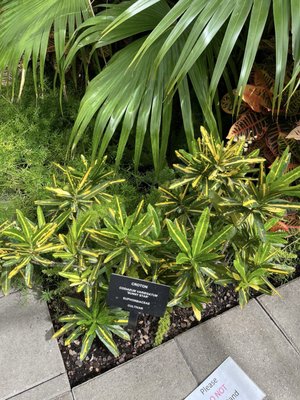 Lincoln Park Conservatory (Free with Reservations) by null