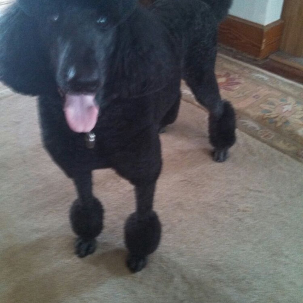 Divine Dog Grooming - Looking handsome! - Pet Groomers Near Me - Racine, Wisconsin