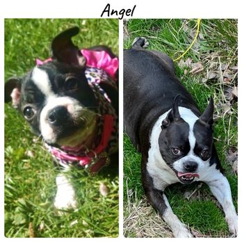 Pauley's Pups - Angel our puppy we bought at Pauly's pets 9 yrs ago and now. - Pet Stores Near Me - Ashland, Virginia Pauley's Pups - Angel our puppy we bought at Pauly's pets 9 yrs ago and now. - Pet Stores Near Me - Ashland, Virginia