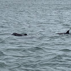 Amelia Island Charters - Dolphins