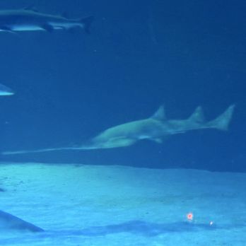 Shark Reef Aquarium at Mandalay Bay - Aquariums Near Me - Las Vegas, Nevada