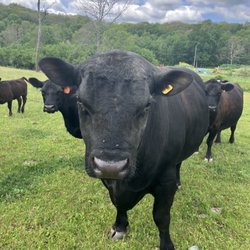Sky Acres Angus - Our stud bull