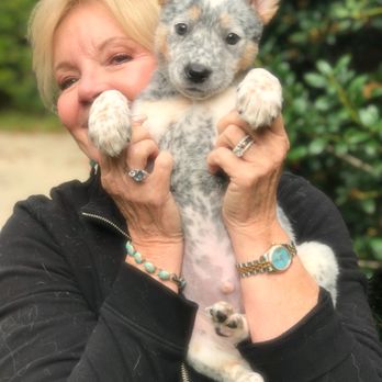USA Dog Behavior - Pet Training Near Me - Dallas, Texas USA Dog Behavior - Pet Training Near Me - Dallas, Texas