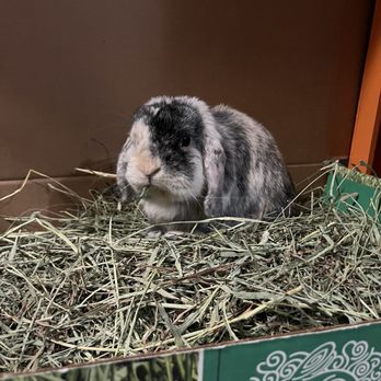 Mount Laurel Animal Hospital - Veterinarians Near Me - Mount Laurel, New Jersey