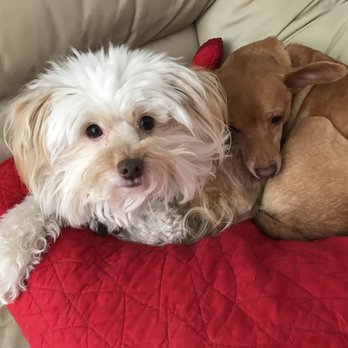Just Food For Dogs - Bo (left) and Chico - Pet Stores Near Me - Malibu, California Just Food For Dogs - Bo (left) and Chico - Pet Stores Near Me - Malibu, California