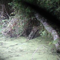 Swamp Fever Airboat Adventures - Can you see him?