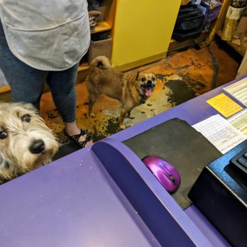 Three Dog Bakery - So helpful! - Pet Stores Near Me - Indianapolis, Indiana