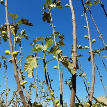 Petty Ranch - This is what figs look like on the tree branches. - Attraction Farms Near Me - Ventura, California Petty Ranch - This is what figs look like on the tree branches. - Attraction Farms Near Me - Ventura, California