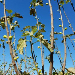 Petty Ranch - This is what figs look like on the tree branches.