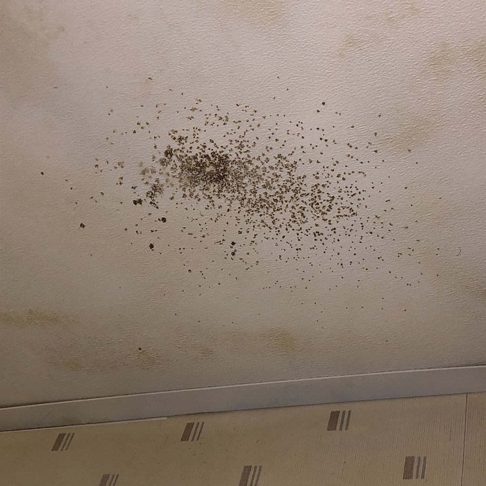 Black mold in bathroom