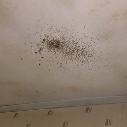 Black mold in bathroom