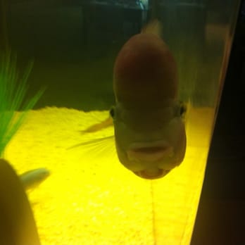 Total Fish & Pets - My flowerhorn, named "Buddy" -- he loves to come up and beg for attention. - Pet Stores Near Me - Alhambra, California Total Fish & Pets - My flowerhorn, named "Buddy" -- he loves to come up and beg for attention. - Pet Stores Near Me - Alhambra, California