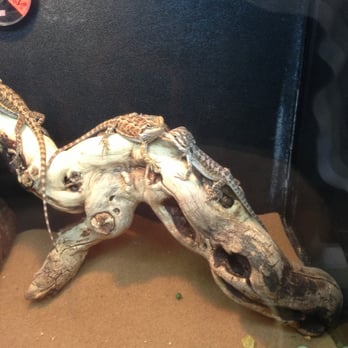 PetSmart - Pet Stores Near Me - Sacramento, California PetSmart - Pet Stores Near Me - Sacramento, California
