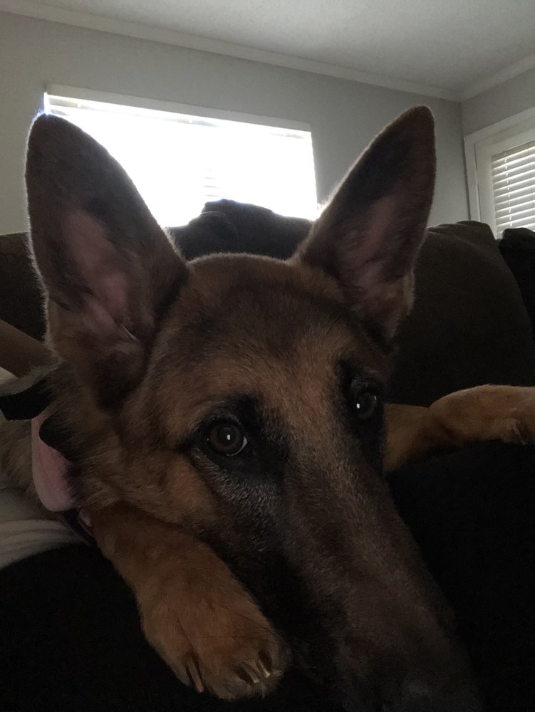 CUTS FOR PAWS Updated August 2024 13 Photos & 21 Reviews 2080