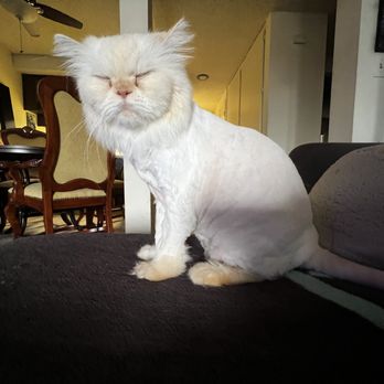 The Pets Choice - My temperamental cat Rocky - Pet Groomers Near Me - Wilmington, California