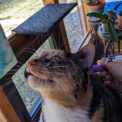 Premier Pet TLC