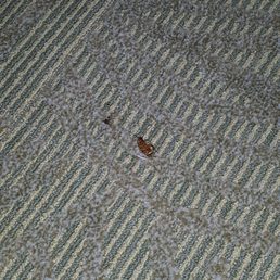 April 15th 2017 roaches room 136 April 15th 2017 roaches room 136
