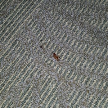 SpringHill Suites by Marriott Houston NASA/Seabrook - April 15th 2017 roaches room 136 - Hotels Near Me - Seabrook, Texas SpringHill Suites by Marriott Houston NASA/Seabrook - April 15th 2017 roaches room 136 - Hotels Near Me - Seabrook, Texas