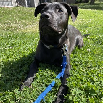 Ridley K9 Academy - Pet Training Near Me