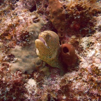 Sail Fish Scuba - Scuba Diving Near Me - Key Largo, Florida Sail Fish Scuba - Scuba Diving Near Me - Key Largo, Florida