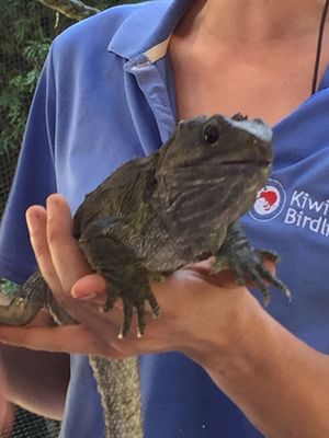 Kiwi Park Queenstown by null