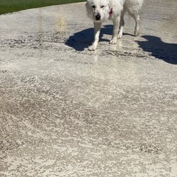 Pavo Real Spray Park - Our dog enjoying the dog splash pad.