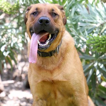 San Dimas Dog Park - Dog Parks Near Me - San Dimas, California