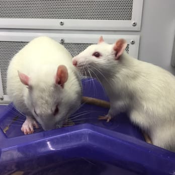 Petco - Rats! - Pet Stores Near Me - Piscataway, New Jersey Petco - Rats! - Pet Stores Near Me - Piscataway, New Jersey