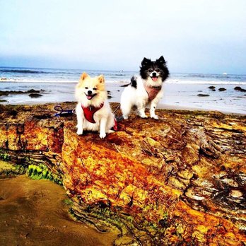 Planet Petshop - We drive all the way from Irvine because of the EXCELLENT service & grooming!!! - Pet Stores Near Me - Bell Gardens, California