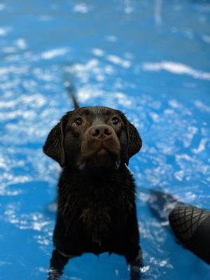 doggy paddle aquatic center