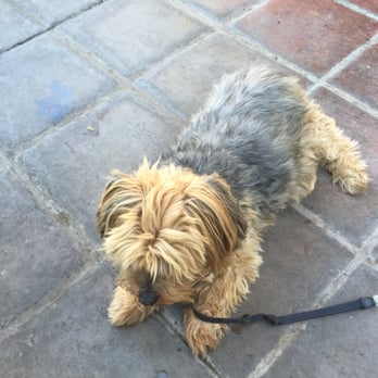 Poco & Moms - Kippy had bacon - American Near Me - Tucson, Arizona