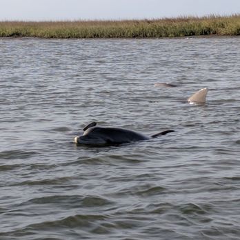 Sundial Nature Tours - Dolphins frolicking... - Boating Near Me