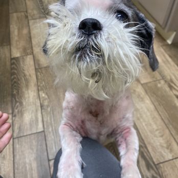 Tri County Veterinary Clinic - Skin allergies. Poor guy - Veterinarians Near Me - Sevierville, Tennessee Tri County Veterinary Clinic - Skin allergies. Poor guy - Veterinarians Near Me - Sevierville, Tennessee